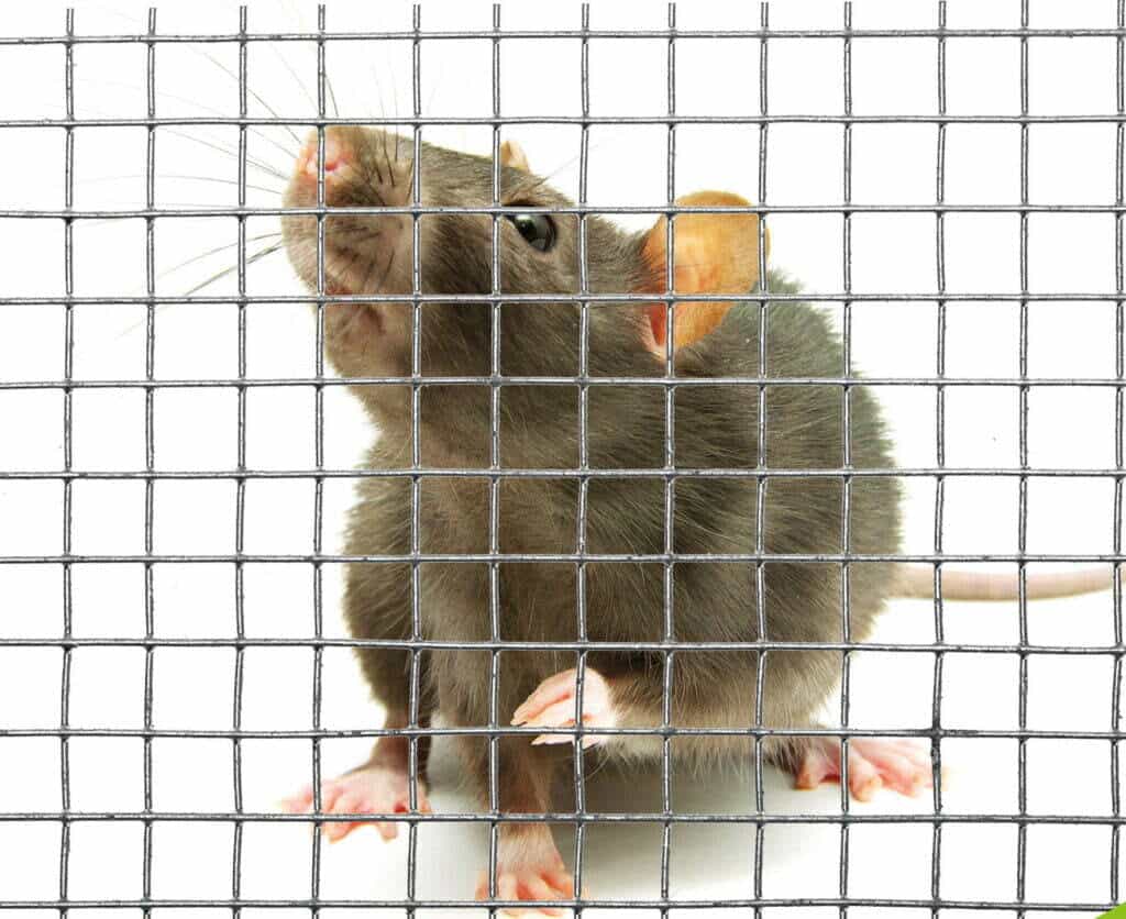Rat Netting